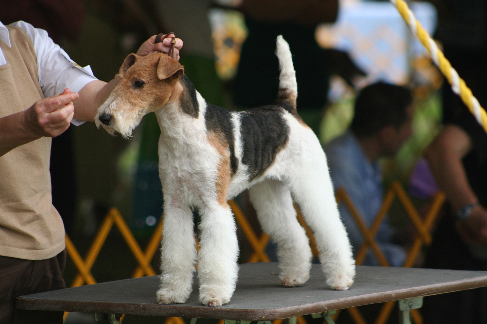 Foxterrier op de honden tentoonstelling.